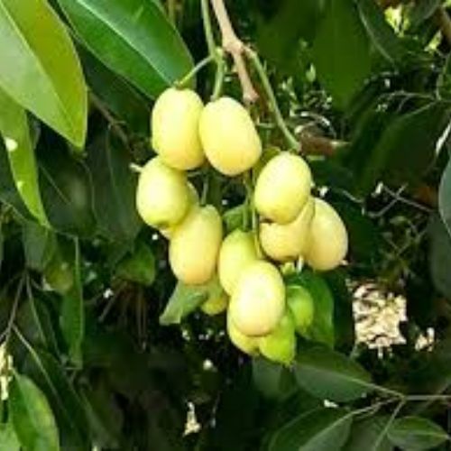 Thai White Jamun Plant Manufacturer & Supplier in India